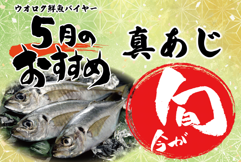 2025年5月旬の魚・真あじ