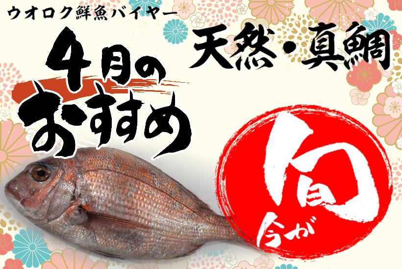 旬の魚4月天然・真鯛