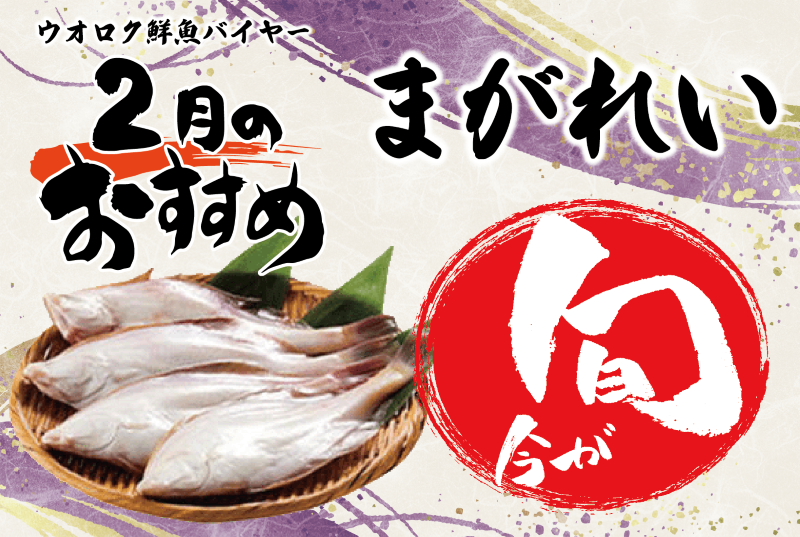 2026年2月旬の魚・まがれい