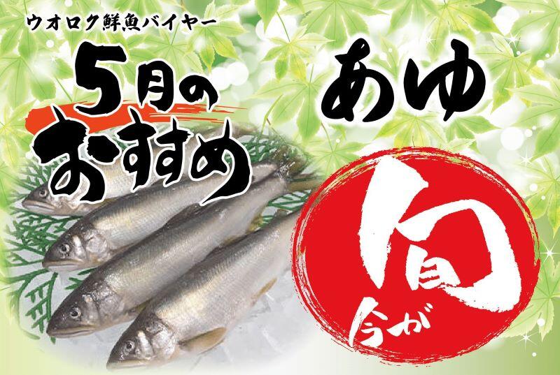 旬の魚5月あゆ