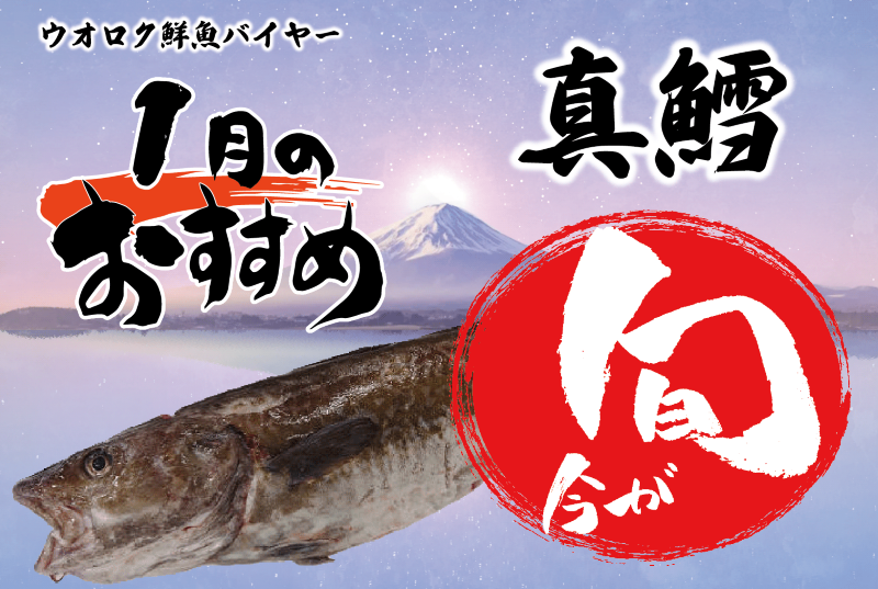 2026年1月旬の魚・真鱈