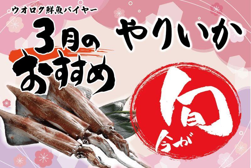 2026年3月旬の魚・やりいか