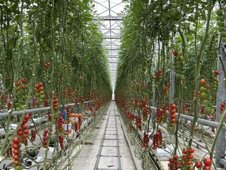 スイートベル産地