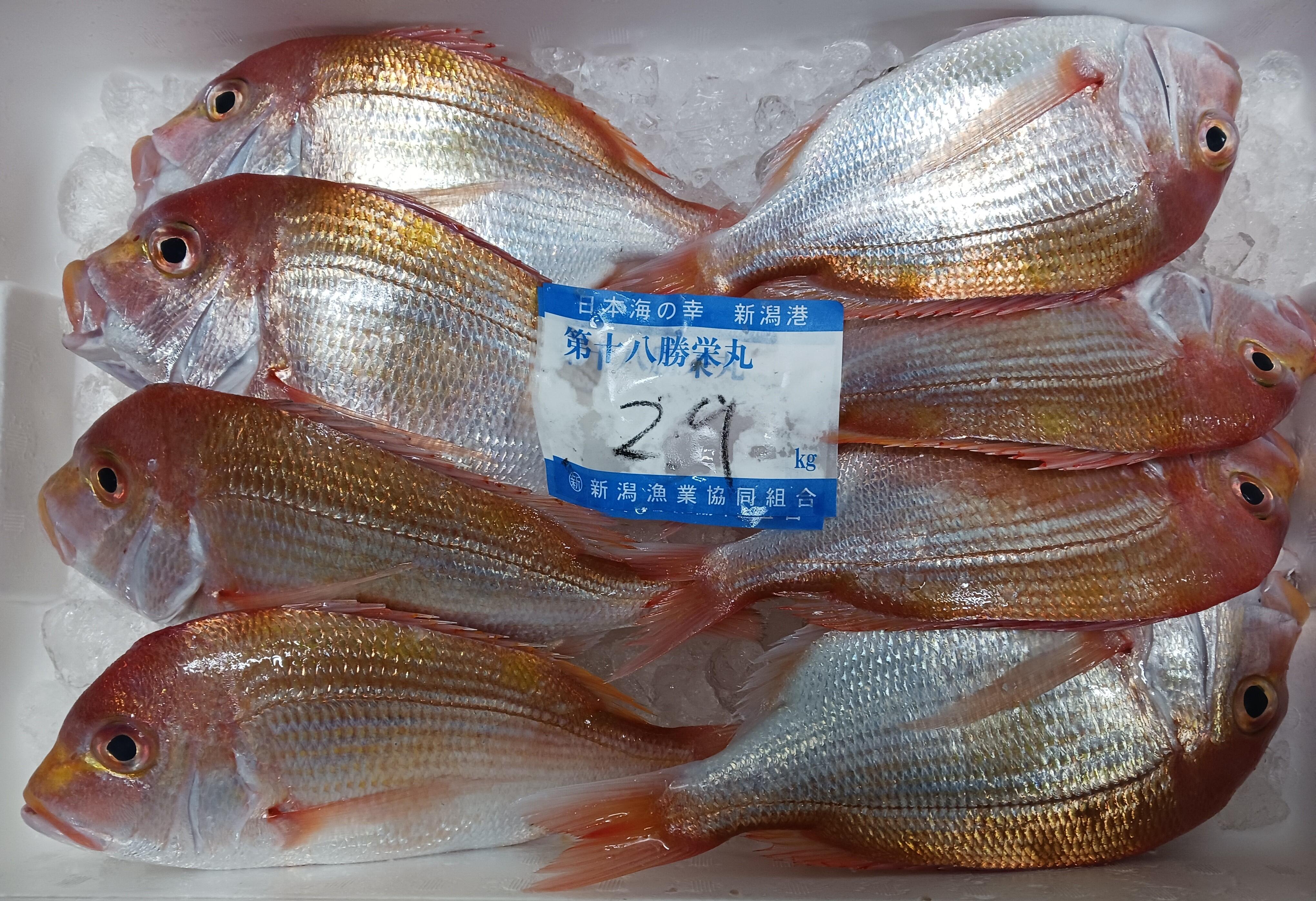 24.sakana.rennkodai.jpg