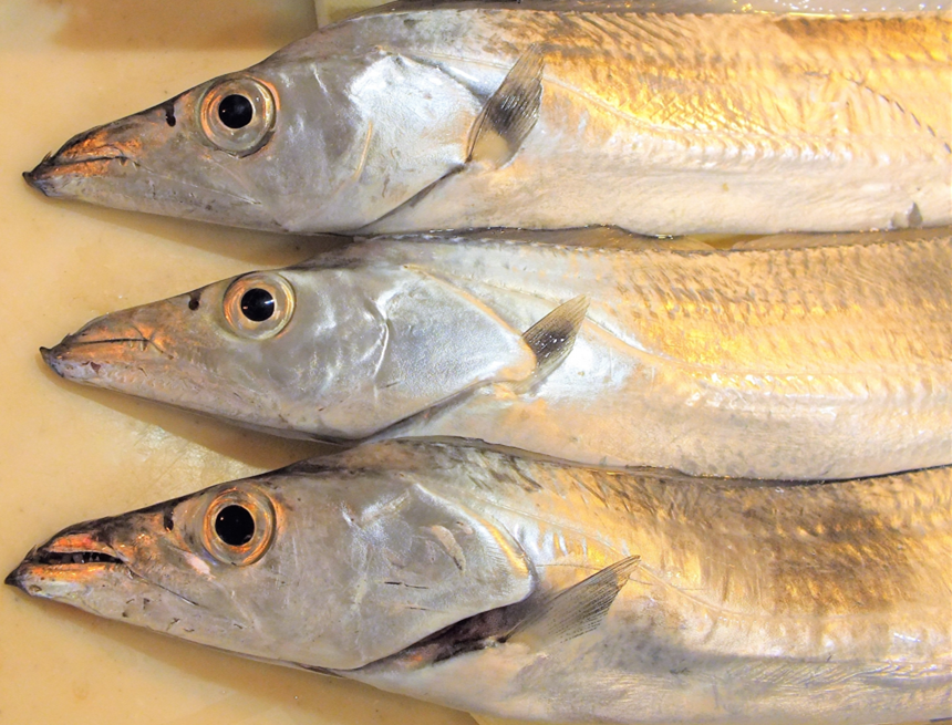 太刀魚.png