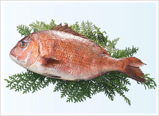 真鯛 養殖 天然 魚へのこだわり 商品 サービス 株式会社ウオロク