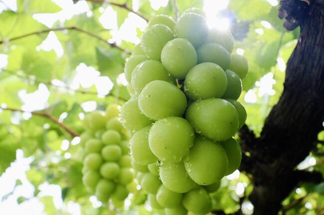 町田さんのシャインマスカット